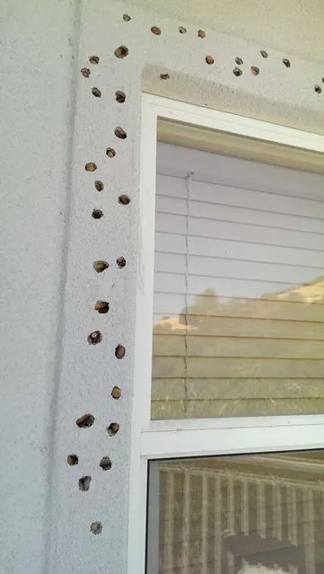 House After The Attack Of Woodpeckers