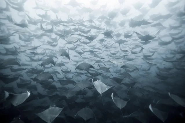 “Oceanic Flight”. While on a trip to unhook live sharks from fishermen's longlines, we were lucky enough to run into a massive school of mobula rays. The rays were moving quite fast and it was hard enough keeping up with them from the surface, let alone dive down to take a closer look. This photo was taken freediving to a depth of about 60 ft. Photo location: Baja, Mexico; Pacific Coast. (Photo and caption by Eduardo Lopez Negrete/National Geographic Photo Contest)