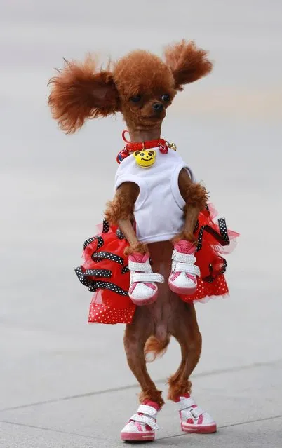 A one-year-old poodle dressed in shoes and a costume stands up as it plays with its owner at a square in Shenyang, Liaoning province. (Photo by Reuters/Stringer)