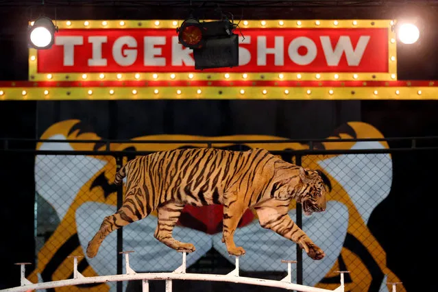 A tiger walks on a fence during a performance for tourists at the Sriracha Tiger Zoo, in Chonburi province, Thailand, June 7, 2016. (Photo by Chaiwat Subprasom/Reuters)