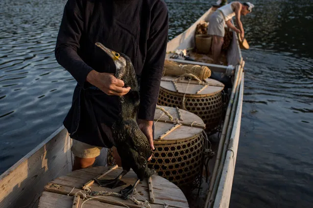 Cormorant master, Mr. Masahiko Sugiyama checks the condition of one of his sea cormorants ahead of the nights “Ukai” on July 2, 2014 in Gifu, Japan. In this traditional fishing art “ukai”, a cormorant master called “usho” manages cormorants to capture ayu or sweetfish. The ushos of River Nagara have been the official staff of the Imperial Household Agency of Japan since 1890. Currently six imperial fishermen of Nagara River conduct special fishing to contribute to the Imperial family eight times a year, on top of daily fishing from mid-May to mid-October. (Photo by Chris McGrath/Getty Images)