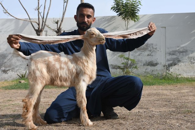 Breeder of baby goat Mohammad Hasan Narejo shows ears of 2-month-old female baby goat named Simbi in Karachi, Pakistan on June 07, 2023. Simbi has the world's longest ears which are 55 cm. (Photo by Sabir Mazhar/Anadolu Agency via Getty Images)