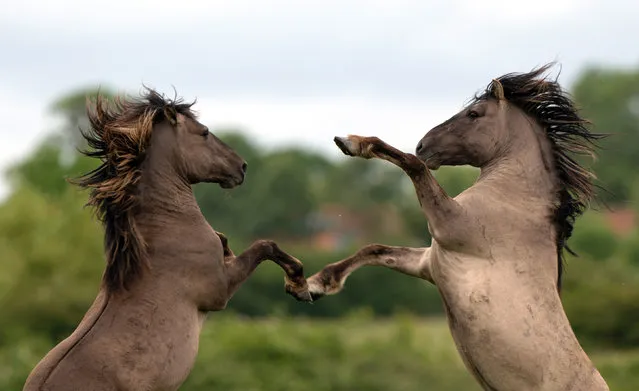 Konik horses sparring at the National Trust's Wicken Fen nature reserve in Cambridgeshire on May 25, 2022. The grazing animals, a hardy breed originating from Poland, help to attract new species of flora and fauna to the fen, leaving water-filled hoof prints and piles of dung as they go. (Photo by Joe Giddens/PA Wire)