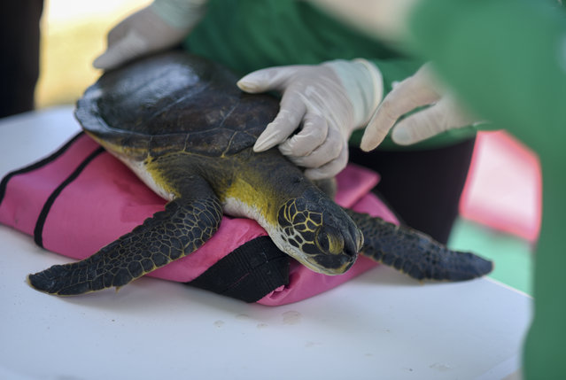 Biologists take care of sea turtles in terms of doing blood tests, heartbeat and then returning them to the sea after be cleaned, in Marina da Gloria, Rio de Janeiro, Brazil on September 26, 2024. Lecturers and researchers from the Fluminense Federal University are working for sea turtles damaged by pollution of Guanabara Bay which threats wildlife. (Photo by Fabio Teixeira/Anadolu via Getty Images)