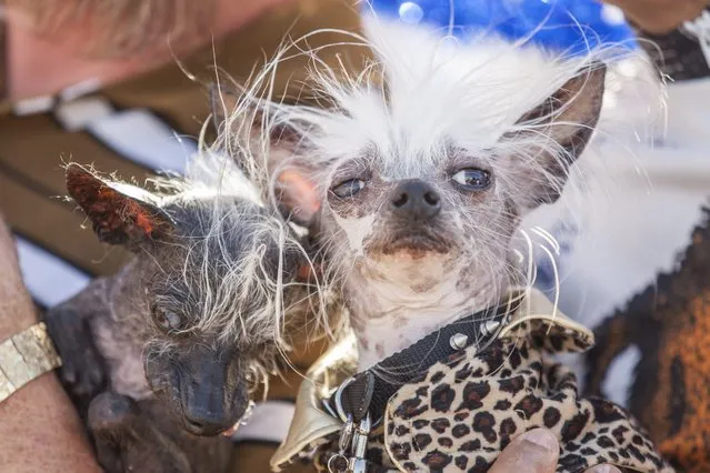 Ugly dog contestants Sweepee Rambo and Rascal Deux pose for picture before the start of the annual 2016 World's Ugliest Dog Contest at the Sonoma-Marin Fair in Petaluma, California, USA, 24 June 2016. (Photo by Peter Dasilva/EPA)