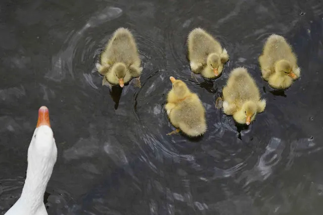 A geese and goslings swim in the river Avon in Stratford-upon-Avon, Warwickshire, England, Monday June 13, 2022. (Photo by Jacob King/PA Wire via AP Photo)