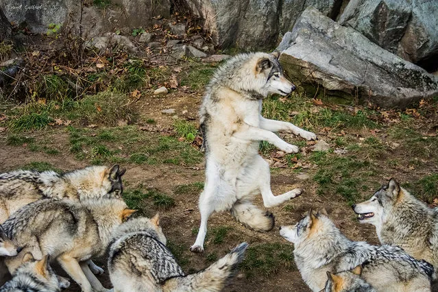 Vincent Guilbaud's “Dance of the Wolf” captures a wolf appearing to perform for his pack in Canada, Date Unknown. (Photo by Vincent Guilbaud/Barcroft Images/Comedy Pet Photography Awards)