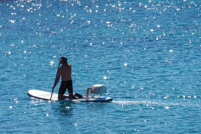 A white pelican joins a man practicing stand up paddle in Mediterranean waters off the Batroun city coast in northern Lebanon on October 20, 2024. (Photo by Ibrahim Chalhoub/AFP Photo)