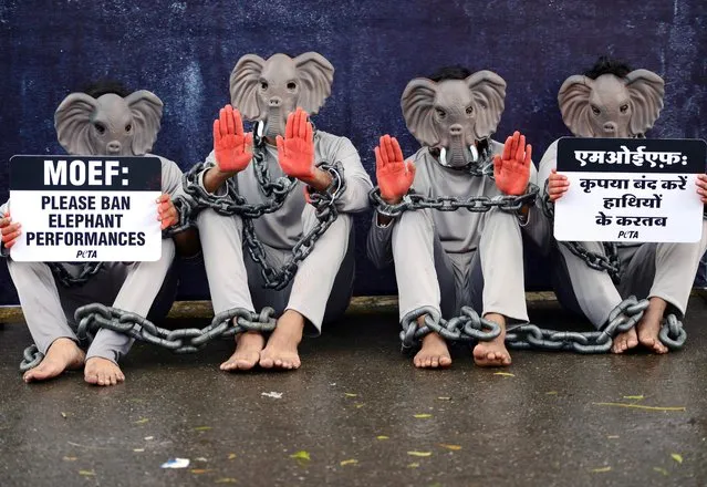 Indian volunteers for animal rights group People for the Ethical Treatment of Animal (PETA) wear costumes depicting elephants during a protest in New Delhi on August 9, 2017. PETA is calling for an end to the use of elephants in shows and performances. (Photo by Money Sharma/AFP Photo)