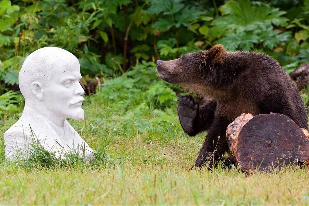 Bear by Sergey Gorshkov