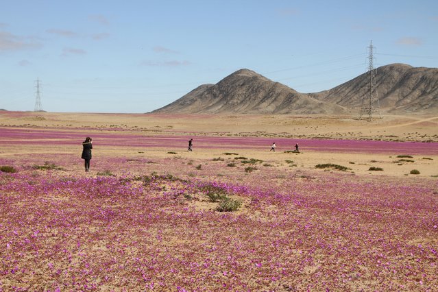 Aerial view of the Atacama Desert covered by flowers in Copiapo, Chile, taken on July 10, 2024. The Atacama Desert, the driest desert on the planet, was dressed in a suit of purple flowers several kilometers long this week, which appeared thanks to the unusual rains recorded in that area of northern Chile. (Photo by Patricio Lopez Castillo/AFP Photo)