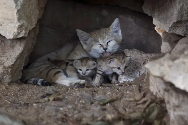 Rotem, a Sand Cat, is pictured with her three cubs at the Safari in Ramat Gan, near Tel Aviv, August 18, 2015. (Photo by Baz Ratner/Reuters)