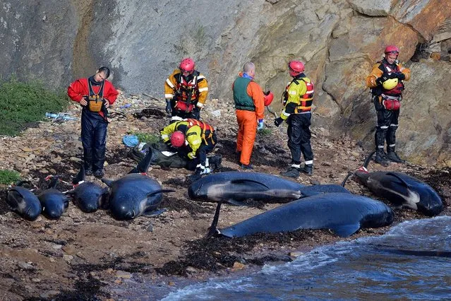 Mass Stranding of Pilot Whales