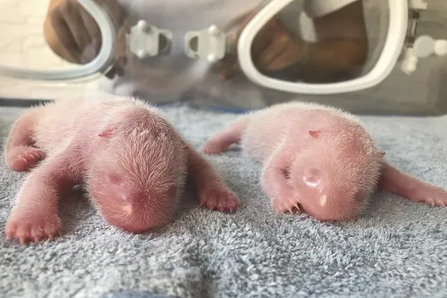 This photo released by Qinling Giant Panda Research Center, shows newly born twin Panda cubs, male at left and female at right, at the center in Xi'an, in northwestern China's Shaanxi Province on Tuesday, August 23, 2022. The male cub weighed 176.4 grams while the female cub weighed 151.2 grams when they were born at the on Tuesday morning, according to the Qinling Panda Research Center. (Photo by Qinling Giant Panda Research Center via AP Photo)