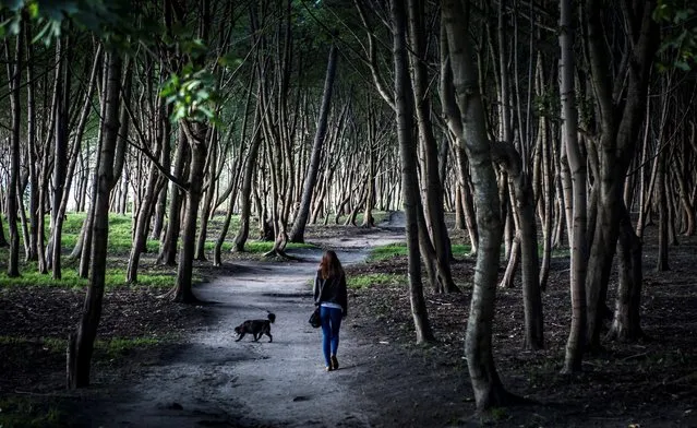 A woman walks her dog in the forest near the village of Yantarny, some 40 km outside Kaliningrad on August 28, 2017. Kaliningrad will host several football matches as part of the FIFA World Cup 2018 that will be held from June 14 to July 15, 2018 in Russia. (Photo by Mladen Antonov/AFP Photo)