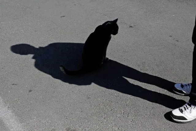 John Walker casts a shadow over his cat Sheldon at the Bella-B Mobile Home Park, where owner Yacov Sinai decreased rents by $225, or about 27%, to help residents in difficult economic situations due to the coronavirus disease (COVID-19) outbreak, in Seattle, Washington, U.S. April 6, 2020. (Photo by David Ryder/Reuters)