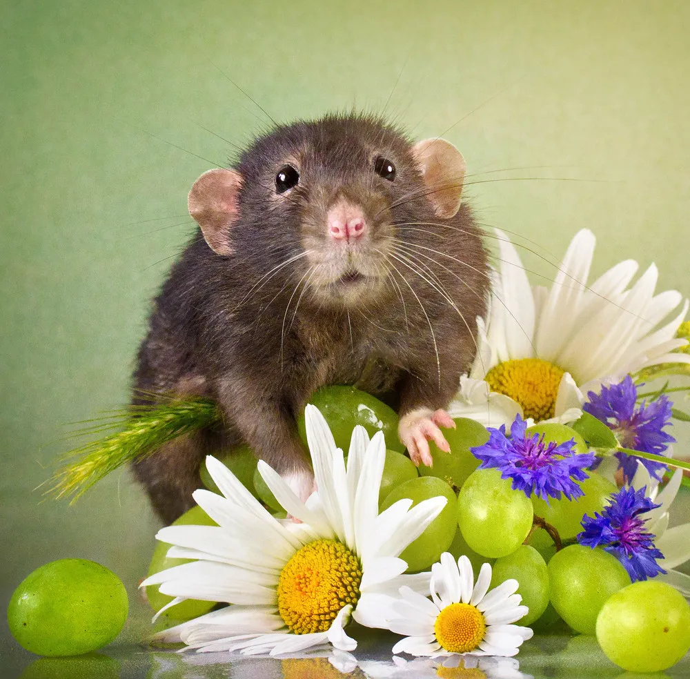 Rat Portraits