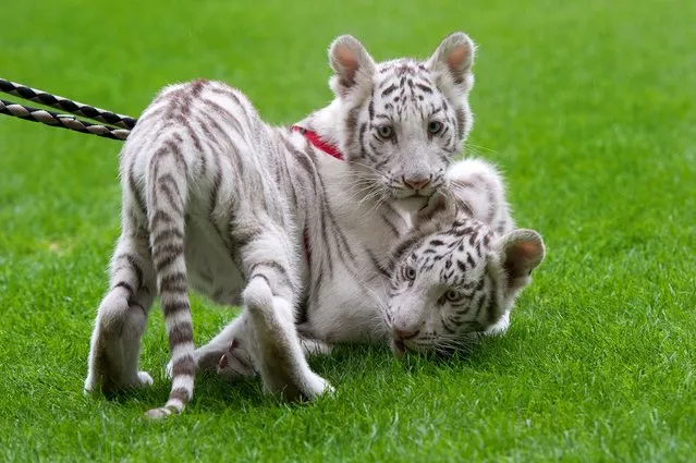 White tigers play at the football stadium of Dresden, eastern Germany, on September 22, 2014 during a presentation to the press by Circus Sarrasani where the 14 week old animal arrived from Zoo Stukenbrock in Western Germany. (Photo by Arno Burgi/AFP Photo/DPA)