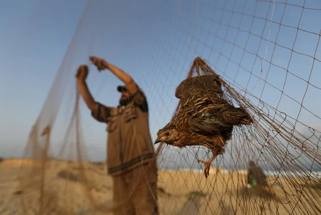 A quail is tangled in a net as a Palestinian takes out another after catching it on the beach of Khan Younis in the southern Gaza Strip September 14, 2015. (Photo by Ibraheem Abu Mustafa/Reuters)