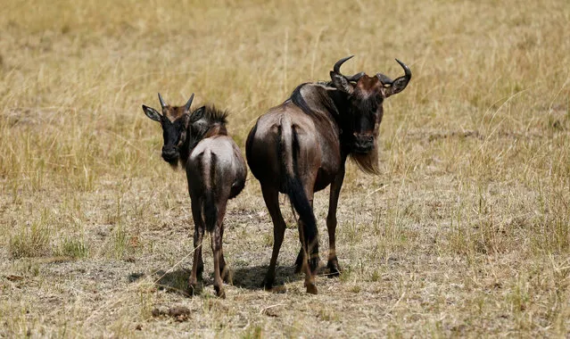 A wildebeest (connochaetes taurinus) and her calf are pictured as they prepare to cross the Mara river during their migration to the greener pastures, between the Maasai Mara game reserve and the open plains of the Serengeti, southwest of Kenya's capital Nairobi, August 15, 2016. (Photo by Thomas Mukoya/Reuters)