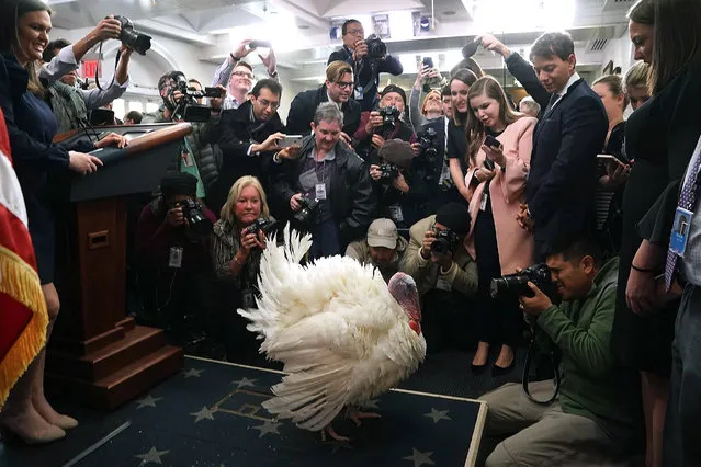 Wishbone the turkey is put on display for members of the news media with White House Press Secretary Sarah Huckabee Sanders (L) in the Brady Press Briefing Room at the White House November 21, 2017 in Washington, DC. President Donald Trump will 'pardon' Wishbone or his “wingman” Drumstick, 40-pound White Holland breed turkeys raised in Minnesota, in a ceremony later in the Rose Garden. (Photo by Chip Somodevilla/Getty Images)