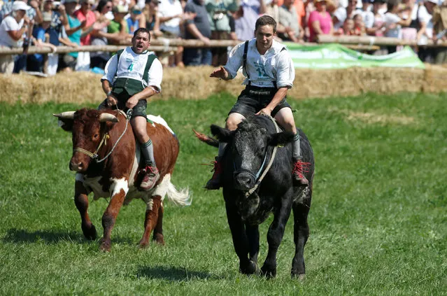 Farmer Thomas Sebald (R) rides on an ox called Django while farmer farmer Josef Stein rides on ox Paule while taking part in a traditional ox race in the southern Bavarian village of Muensing near Lake Starnberg, Germany August 28, 2016. (Photo by Michaela Rehle/Reuters)