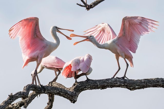Two roseate spoonbills squabble at the St. Augustine Alligator Farm Zoological Park's bird rookery in Florida on April 24, 2025. (Photo by Ronen Tivony/ZUMA Press Wire/Alamy Live News)