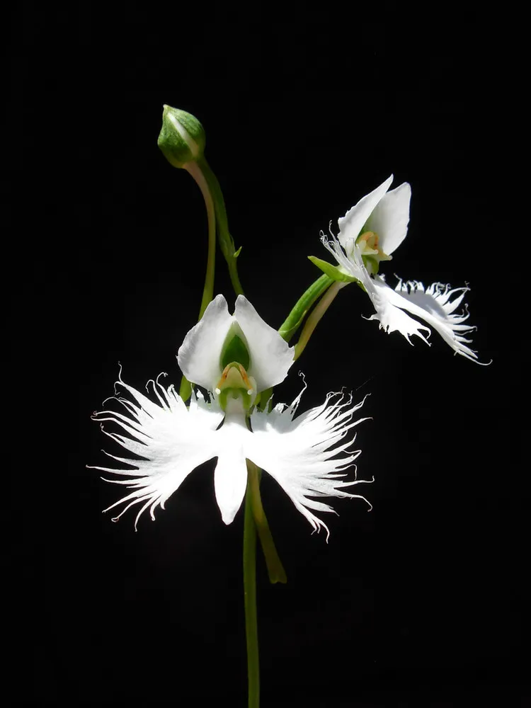 The White Egret Flower – Habenaria Radiata