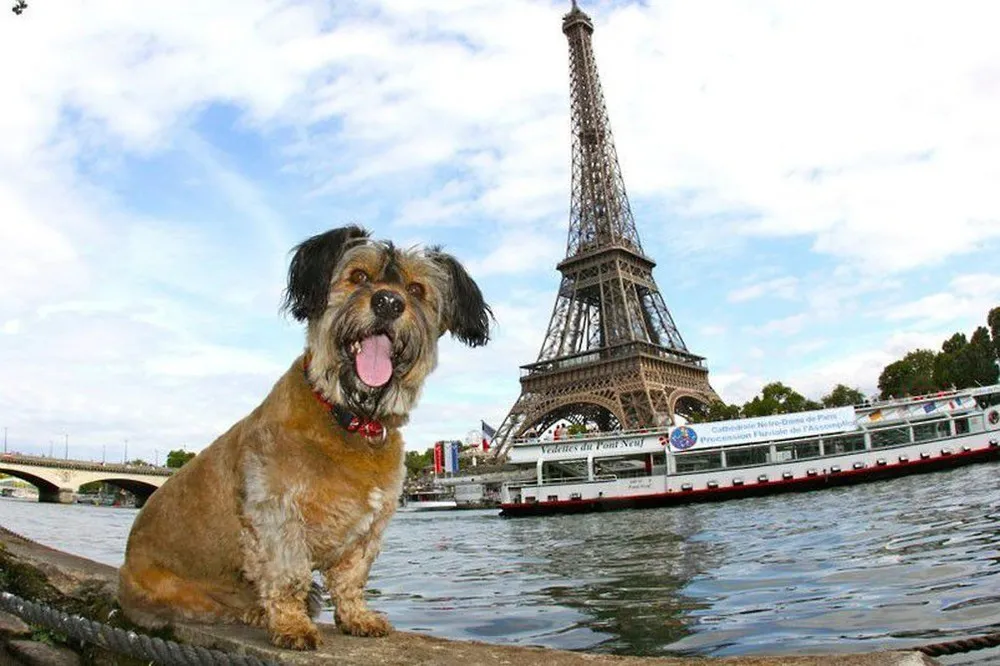 Oscar – The Traveller Dog