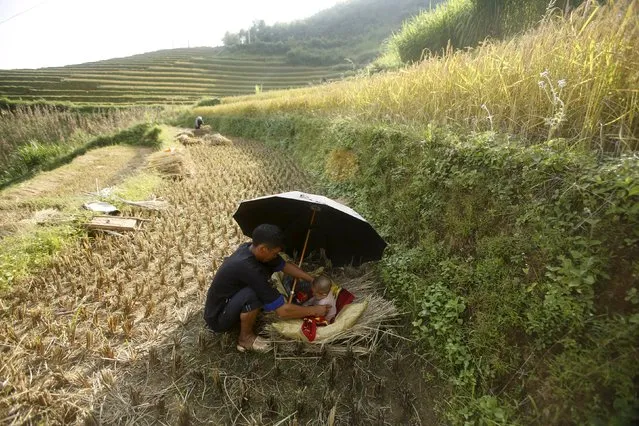 A Vietnamese farmer of Hmong ethnic tribe Hang A Dua uses an umbrella to cover his 4-months-old son Hang Trung Hieu from the sun on a terraced paddy field during the harvest season in Mu Cang Chai, northwest of Hanoi October 3, 2015. (Photo by Reuters/Kham)