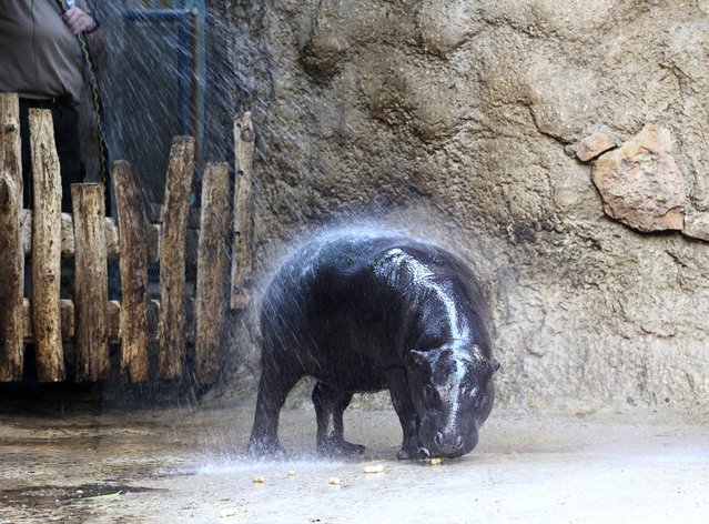 Mini hippo Toni gets a refreshing shower during the ongoing heatwave at the zoo in Berlin, Germany, on August 14, 2025. (Photo by Liesa Johannssen/Reuters)