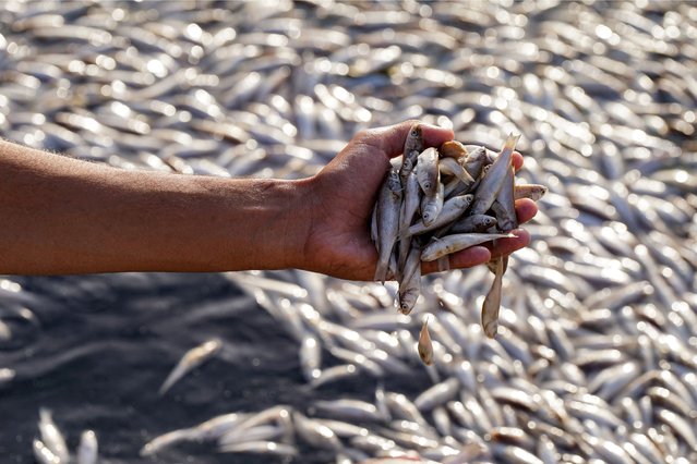 A man inspects dead fish during a mass die-off at the Ibn Najm marsh, about 25 kilometres northeast of Najaf in central Iraq on June 1, 2025. (Photo by Qassem Al-Kaabi/AFP Photo)
