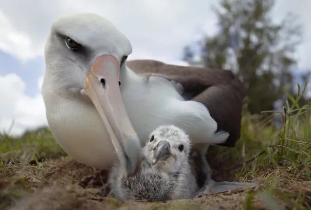 A still from Albatross, a film by Chris Jordan shot on Midway Atoll in the North Pacific Ocean that shines a light on the crisis facing the birds caused by plastic waste. (Photo by Chris Jordan/The Guardian)