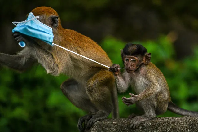 Macaque monkeys play with a face mask, used as a preventive measure against the spread of the COVID-19 novel coronavirus, left behind by a passerby in Genting Sempah in Malaysia’s Pahang state on October 30, 2020. (Photo by Mohd Rasfan/AFP Photo)