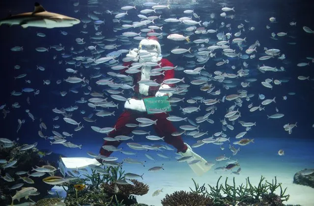 A diver dressed in a Santa Claus costume feeds fish at the Sunshine Aquarium in Tokyo December 9, 2014. (Photo by Toru Hanai/Reuters)
