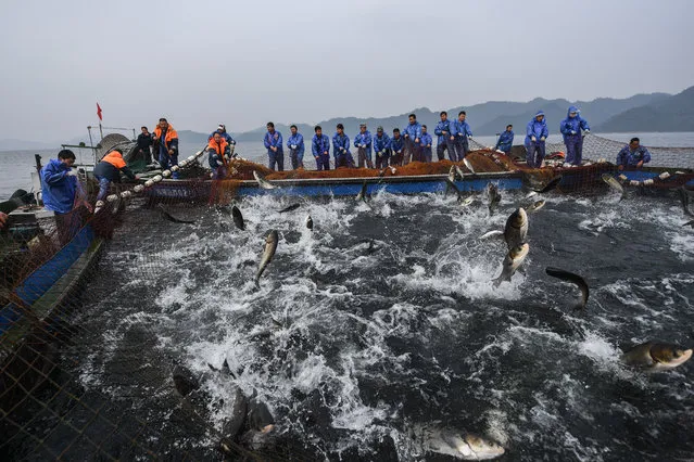 Fishery workers catch fish at the southeastern area of the Qiandao Lake in Chun'an County, east China's Zhejiang Province, December 1, 2020. (Photo by Xinhua News Agency/Rex Features/Shutterstock)