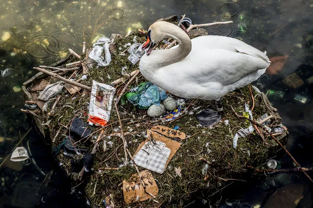 A swan sits in its nest in a lake near Queen Louise' s Bridge in central Copenhagen, Denmark, on April 17, 2018. The swan' s nest is partly made out of trash from the lake and contains several eggs. (Photo by Mads Claus Rasmussen/Reuters/Scanpix Denmark)