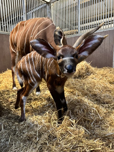Undated handout photo issued by Woburn Safari Park in UK on Monday, October 20, 2025 of a yet unnamed female Eastern mountain bongo calf, with its mother Othaya, the first born at the park in over a decade. (Photo by Woburn Safari Park/PA Wire)