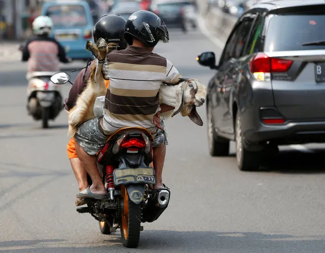 Men carry a goat on a motorcycle ahead the Muslim Eid Al-Adha holiday in Jakarta, Indonesia September 11, 2016. (Photo by Darren Whiteside/Reuters)