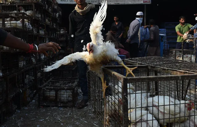 An Indian vendor puts a chicken in a cage at a poultry market in New Delhi on October 24, 2016. .New Delhi zoo was temporarily closed after two birds died of bird flu, a month after India declared itself free of the disease. Most strains of bird flu do not usually infect humans, according to the World Health Organization. But the H5 strain of the virus – found in the zoo' s birds – can cause fever, cough, sore throat, pneumonia, respiratory disease and sometimes death. (Photo by Prakash Singh/AFP Photo)