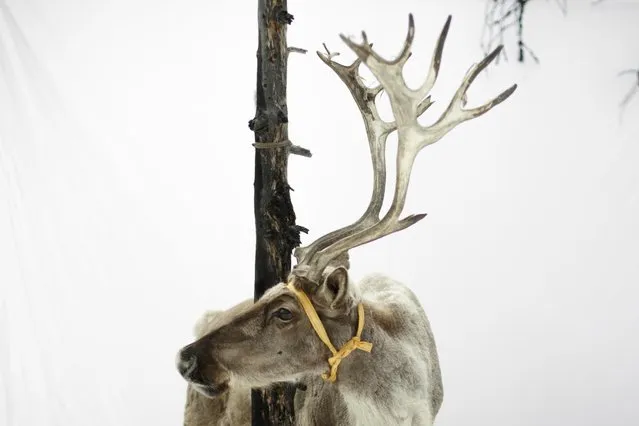 A reindeer of Dukha herder Erdenebat Chuluu stands in front of a white backdrop in a forest near the village of Tsagaannuur, Khovsgol aimag, Mongolia, April 21, 2018. Reindeer lose their antlers once a year and grow a new rack in late spring to early summer. Females, like this one, keep their antlers longer than males. (Photo by Thomas Peter/Reuters)