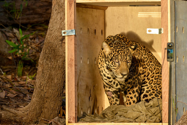 This handout photo released by the State Secretariat for Animal Protection in Amazonas (SEPET) shows a jaguar (Panthera onca) at the moment of its release in a rural area of Novo Airao, Amazonas State, Brazil, on November 10, 2025. The jaguar had been rescued by military personnel while swimming in the Negro River in October after being shot in the head by illegal hunters. It underwent surgery to remove the bullets and, after making a full recovery, was reintroduced into the wild. (Photo by Joedi Porto/State Secretariat for Animal Protection in the Amazonas/AFP Photo)
