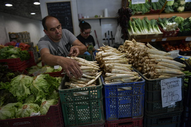 In this Friday, June 1, 2018 photo, a trader organises white asparagus for customers at his store in Pamplona, northern Spain. (Photo by Alvaro Barrientos/AP Photo)