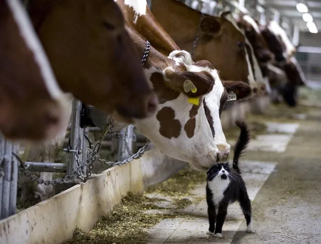 Dairy cows nuzzle a barn cat as they wait to be milked at a farm in Granby, Quebec, Canada July 26, 2015. (Photo by Christinne Muschi/Reuters)
