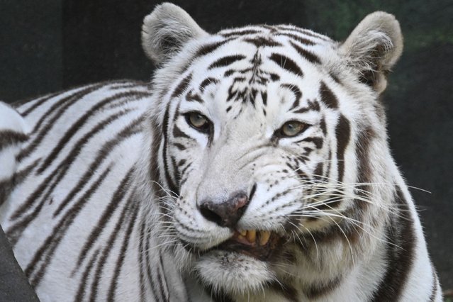 White Bengal tiger named Romina is pictured inside its new enclosure at La Aurora Zoo in Guatemala City on October 24, 2024. (Photo by Johan Ordonez/AFP Photo)