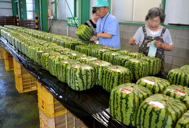 Square watermelons are sold on the market Zentsuji in Japan, on July 1, 2013. (Photo by NEWSCOM/SIPA)