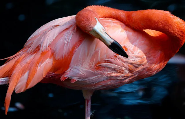 A flamingo cleans his feathers as he stands in an enclosure of wildlife park “Pairi Daiza” in Brugelette, Belgium, July 19, 2018. (Photo by Yves Herman/Reuters)