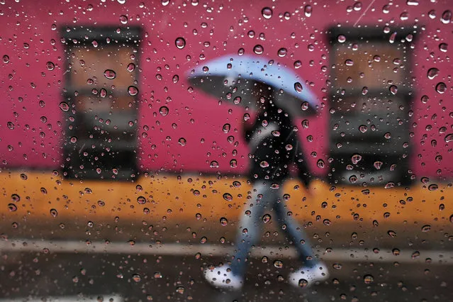 A man walks holding an umbrella under the rain in Cali, Colombia, on March 11, 2021. The Ideam (Institute of Hydrology, Meteorology and Environmental Studies) reported the increase of rainfall prior to the start of the rainy season in Colombia that will last until June and will be influenced by the La Niña phenomenon. (Photo by Luis Robayo/AFP Photo)
