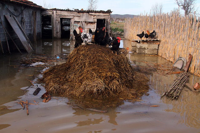 Chickens stand on a pile of hay surrounded by floodwater in the village of Cerme, Lushnje district, 80 kilometers (50 miles) southwest of capital Tirana, Friday, January 8, 2016, after four days of heavy rain that flooded more than 5,000 hectares (12 acres), damaging homes, roads and killing livestock. (Photo by AP Photo)