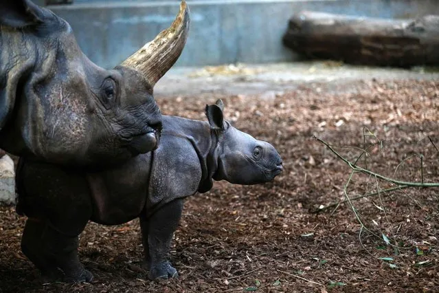 A one-month-old baby rhinoceros strolls through its enclosure with its mother at the Cerza Zoo in Hermival-les-Vaux, northwestern France, on November 29, 2016. (Photo by Charly Triballeau/AFP Photo)